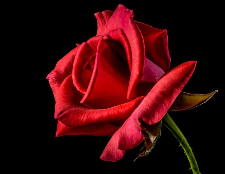 Rosa Ígnea – Introducción